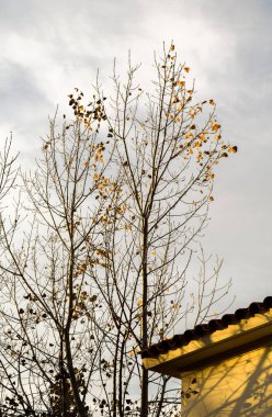 Kış gelmeden yapraksız bir ağaç.