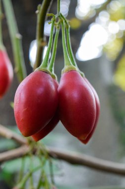 Solanum Betaceum 'un meyvelerine yakın çekim