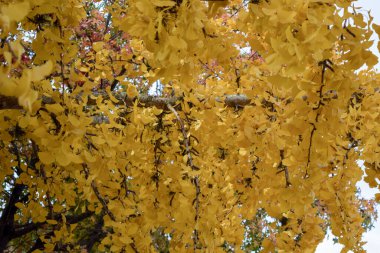 Sonbaharda Ginkgo biloba ağacının sarı yaprakları