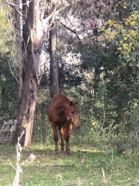 Tarladaki kahverengi atın portresi.