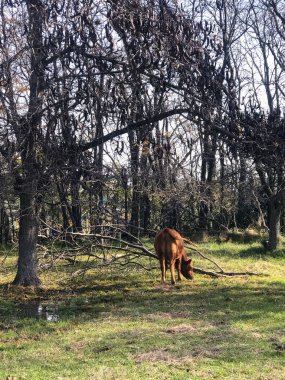 Tarladaki ineklerin portresi