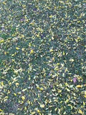 Gras 'daki sonbahar yapraklarının fotoğrafı.