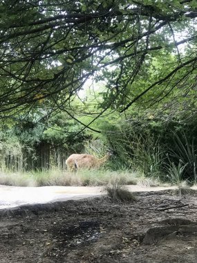 Doğada bir lama (camelid) fotoğrafı