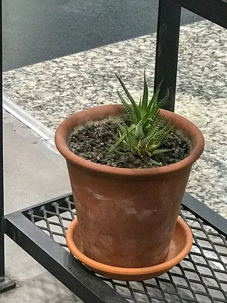 stock image Hawhortia Fasciata in a pot in a house.