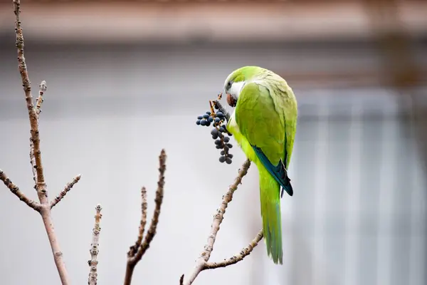 Stock image small green parrot perched on the branches of a tree.