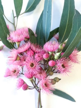 detail of the pink flowers of a eucalyptus. clipart