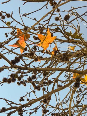 Autumn leaves of a Platanus hispana on the branches clipart