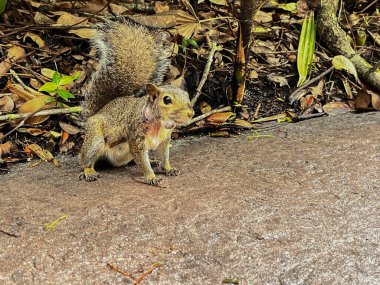 Orlando parkındaki küçük sincap. Sevimli hayvanlar.