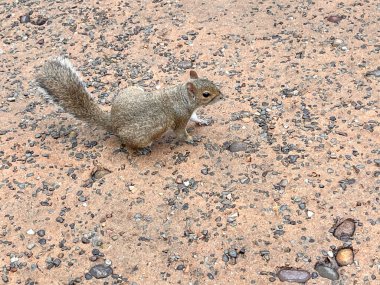 Orlando parkındaki küçük sincap