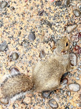 Orlando parkındaki küçük sincap