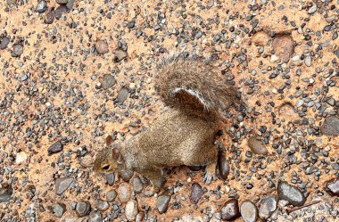 Orlando parkındaki küçük sincap
