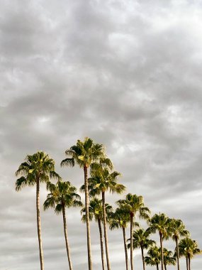 Bulutlu bir günde Orlando 'da palmiye ağaçları. Doğa fotoğrafçılığı