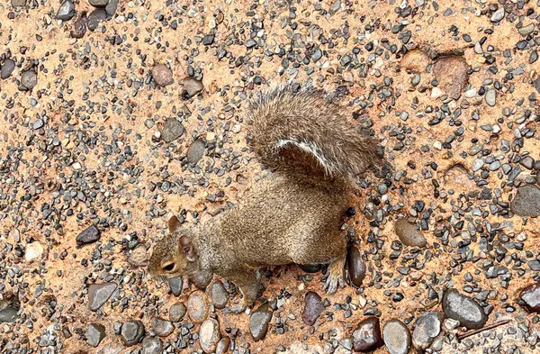 Orlando parkındaki küçük sincap