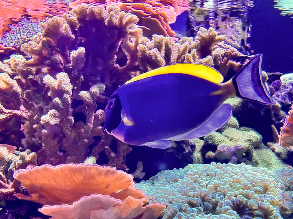 stock image photo of the fish Acanthurus leucosternon.