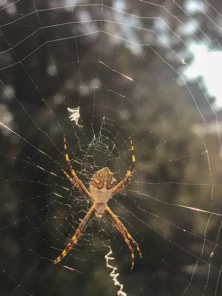 Stock image close-up of the Silver Garden Spider (Argiope argentata)