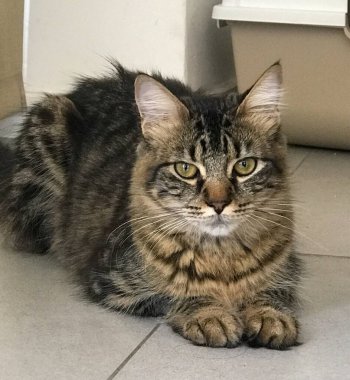 Güzel bir tekir kedinin portresi. Evcil hayvanlar