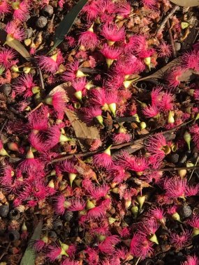 Sakura 'nın güzel pembe çiçekleri, kiraz çiçekleri ya da Japon kiraz ağacı