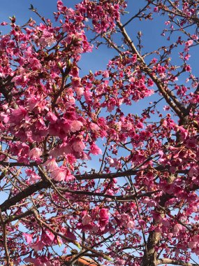 Sakura 'nın güzel pembe çiçekleri, kiraz çiçekleri ya da Japon kiraz ağacı