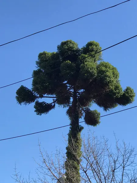 Stock image photo of araucaria tree over blue sky. Nature photography