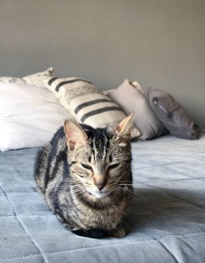 Yatakta dinlenen tekir bir kedinin fotoğrafı. Evcil hayvanlar