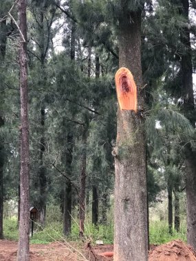 Arjantin 'de bir çam ormanının fotoğrafı. Doğa fotoğrafçılığı