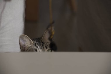 Tekir bir kedinin portresi. Evcil hayvanlar