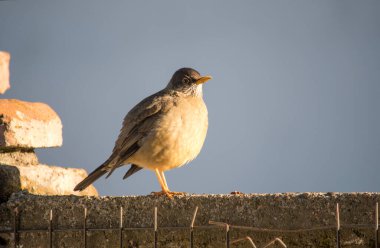 Close-up of the bird Patagonian Thrush (Turdus falklandii) clipart