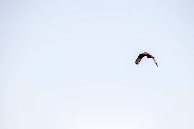 Bulutlu bir gökyüzünde uçan yırtıcı kuş.