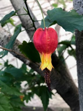 Closeup photo of the flower of an abutilon. Spring time clipart