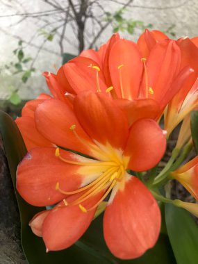 Clivia minyatürünün portakalları. Doğa fotoğrafçılığı