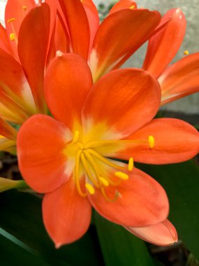 Clivia minyatürünün portakalları. Doğa fotoğrafçılığı