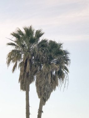 Bulutlu bir gökyüzünde palmiye ağacı. Doğa fotoğrafçılığı