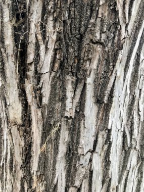 Ağaç kabuğunun dokusu. Doğa fotoğrafçılığı