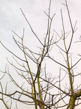 Bir insignis ağacının dikenlerine yakın çekim. Doğa fotoğrafçılığı