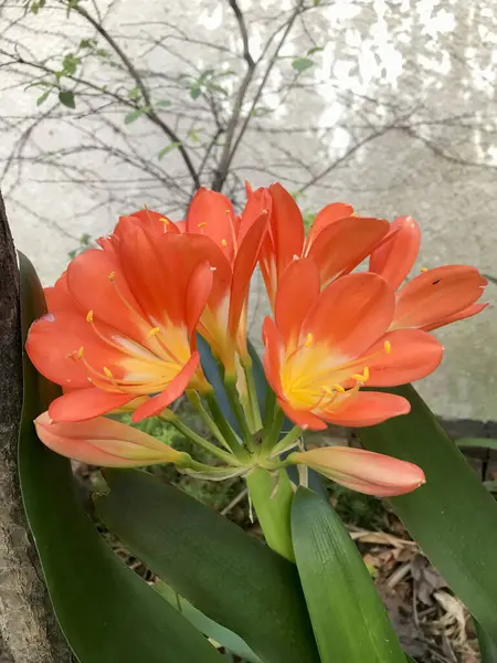 Clivia minyatürünün portakalları. Doğa fotoğrafçılığı