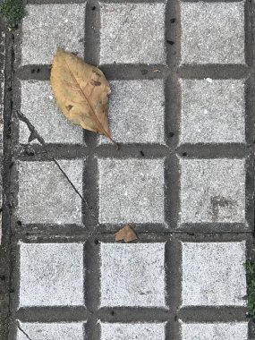 kaldırımda sonbahar yaprak