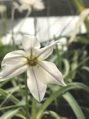 White flowers of the Ipheion uniflorum clipart