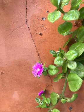 Mesembryanthemum cordifolium 'dan küçük pembe çiçekler