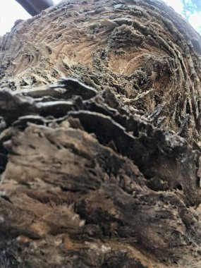 Ağaç kabuğunun dokusu