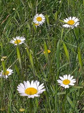 Bahçedeki çimlerde papatyalar