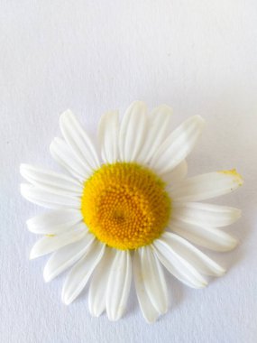 beyaz zemin üzerinde papatya