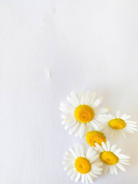 beyaz zemin üzerinde papatya