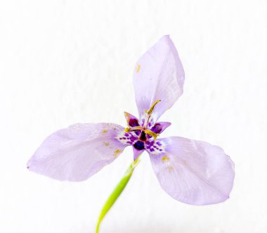 Üç Noktalı güzel çiçek (Herbertia lahue)