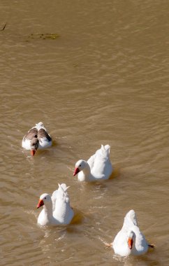 Parana nehrinde yüzen beyaz kazlar. Anser anser domesticus