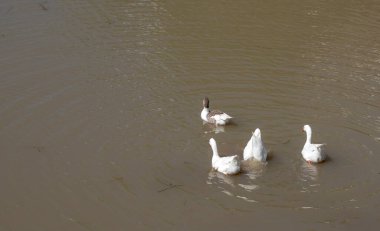 Parana nehrinde yüzen beyaz kazlar. Anser anser domesticus