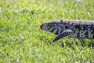 portrait of an Argentine tegu lizard clipart