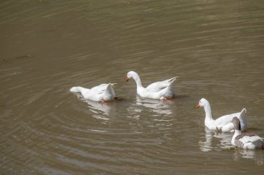 Parana nehrinde yüzen beyaz kazlar. Anser anser domesticus