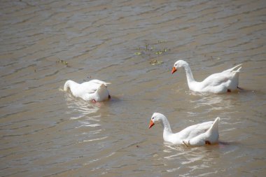Parana nehrinde yüzen beyaz kazlar. Anser anser domesticus