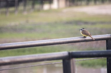 Portrait of a yellow bird: pitohue or benteveo clipart