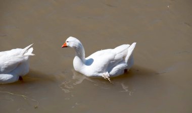 Parana nehrinde yüzen beyaz kazlar. Anser anser domesticus